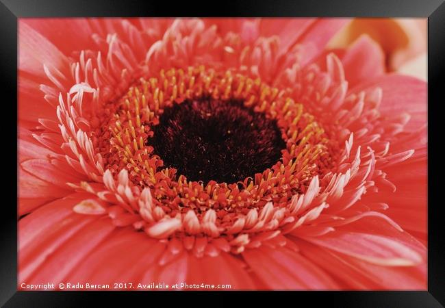 Pink Gerbera Flower Petals Abstract Macro Framed Print by Radu Bercan