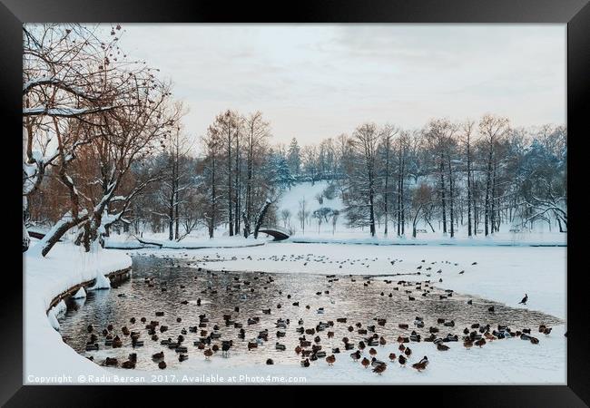 Ducks And Seagull Birds On Frozen Lake In Winter Framed Print by Radu Bercan