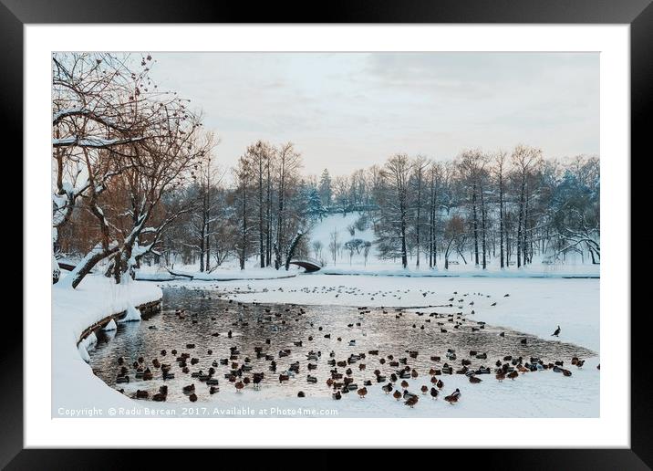 Ducks And Seagull Birds On Frozen Lake In Winter Framed Mounted Print by Radu Bercan