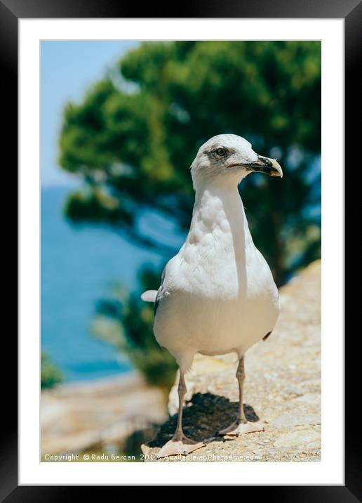 Funny White Seagull Bird Portrait Framed Mounted Print by Radu Bercan