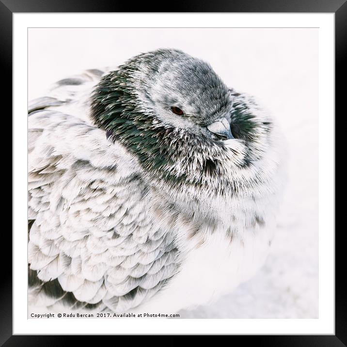 White And Gray Pigeon Bird Freezing In Cold Winter Framed Mounted Print by Radu Bercan