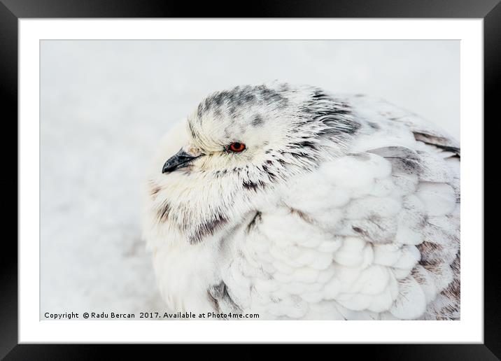 White And Gray Pigeon Bird Freezing In Cold Winter Framed Mounted Print by Radu Bercan