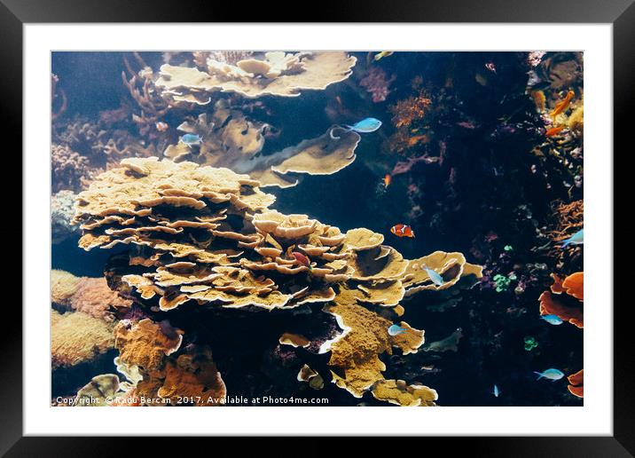 Small Coral Fish In Aquarium Framed Mounted Print by Radu Bercan