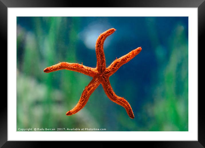 Red Starfish Macro In Aquarium Framed Mounted Print by Radu Bercan