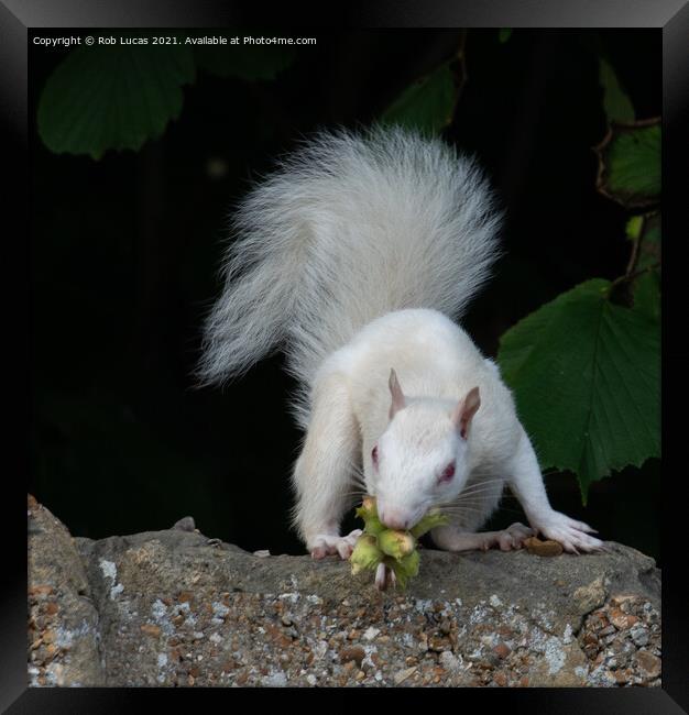 Ghost Squirrel Framed Print by Rob Lucas