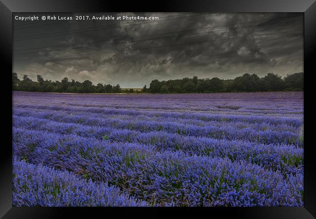 Lavender in bloom under a threatening sky Framed Print by Rob Lucas