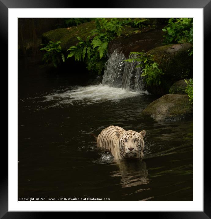 "Graceful White Tiger Cooling off in Tropical Oasi Framed Mounted Print by Rob Lucas