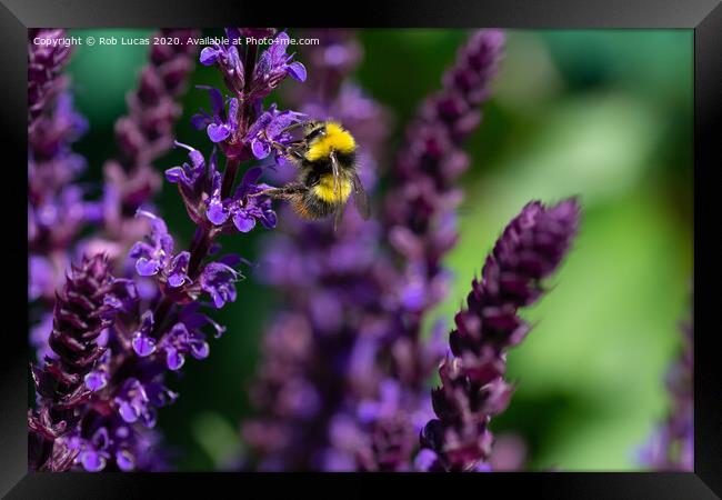 Lavender Bee Framed Print by Rob Lucas