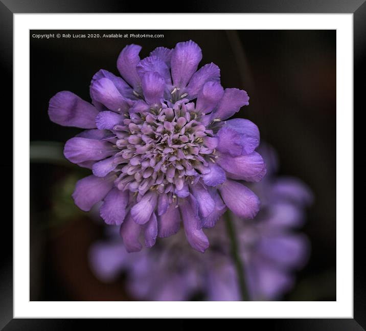 Violet coloured Scabiosa Africana Framed Mounted Print by Rob Lucas