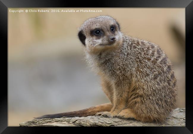 Meerkat Framed Print by Chris Roberts