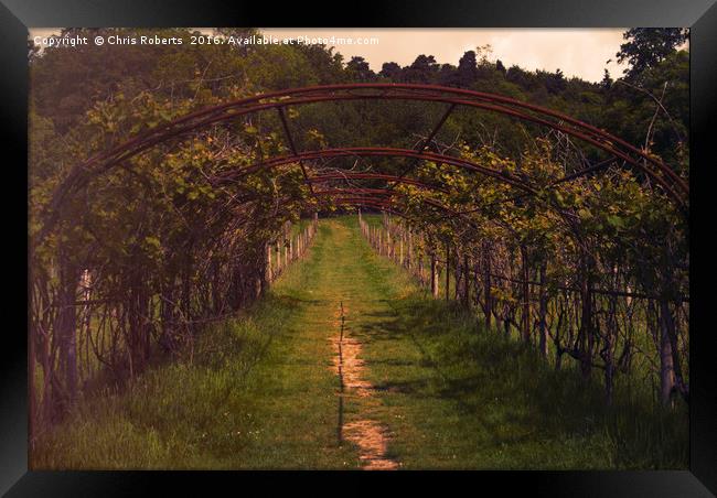 Vineyard in Kent Framed Print by Chris Roberts