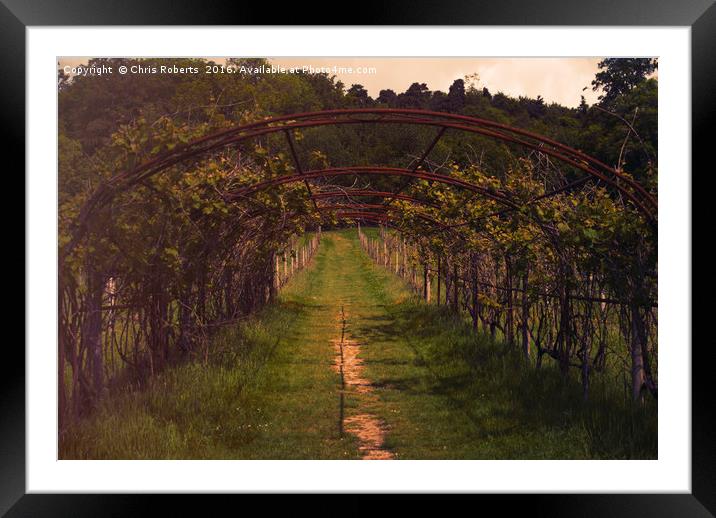 Vineyard in Kent Framed Mounted Print by Chris Roberts