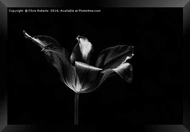 Black Flower Framed Print by Chris Roberts