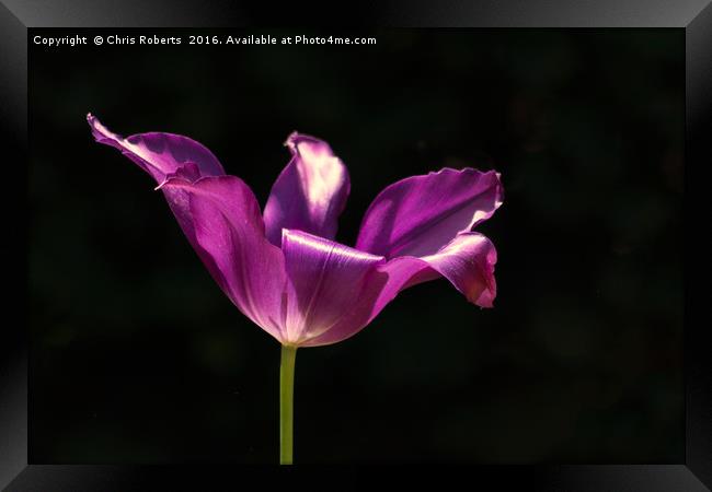 Single Purple Flower Framed Print by Chris Roberts