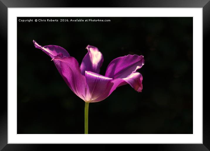 Single Purple Flower Framed Mounted Print by Chris Roberts