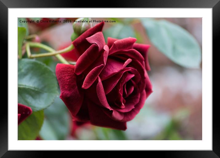 Beautiful Red Rose Framed Mounted Print by Chris Roberts