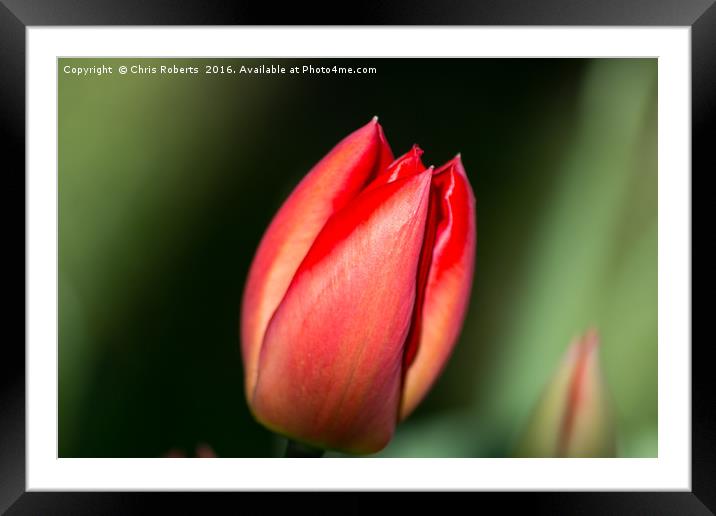 Single Red Flower Framed Mounted Print by Chris Roberts