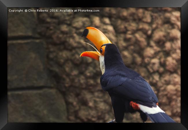 Toucan from the Amazon Framed Print by Chris Roberts