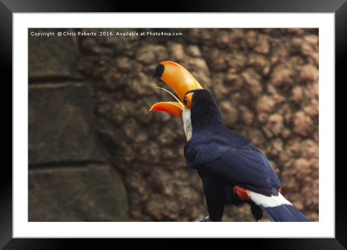 Toucan from the Amazon Framed Mounted Print by Chris Roberts