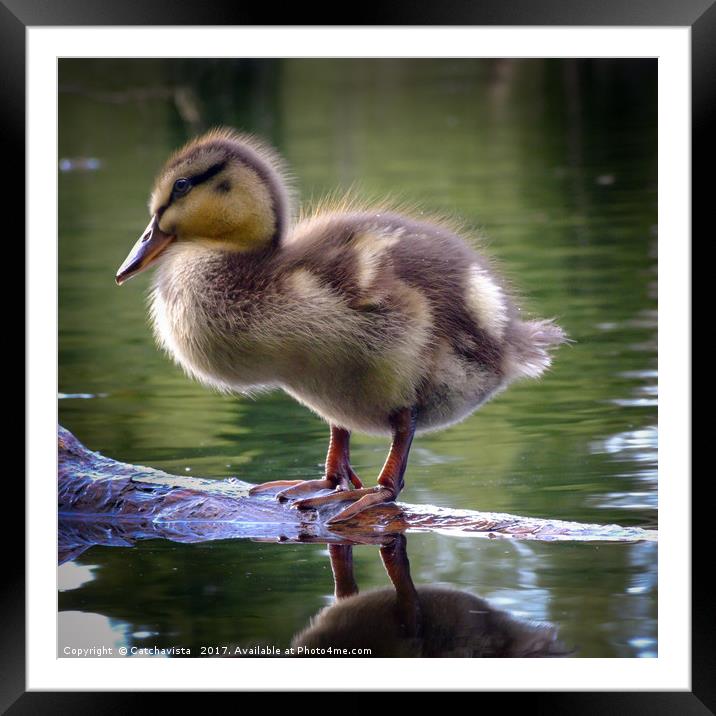 Duckling in choclate caramel Framed Mounted Print by Catchavista 