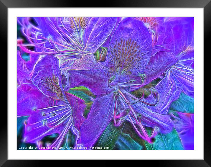 Purple Rhododendron Framed Mounted Print by Catchavista 