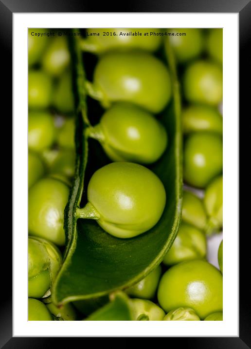 fresh green peas Framed Mounted Print by Massimo Lama