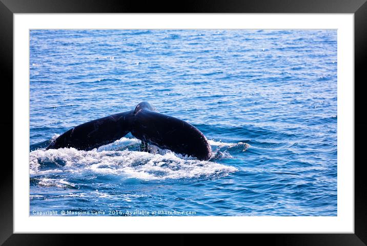 Whale tail , cape cod, cape cod Framed Mounted Print by Massimo Lama
