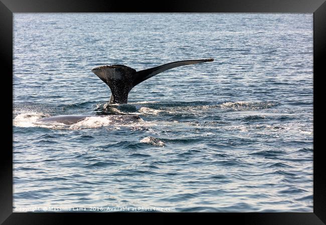 Whale, cape cod Framed Print by Massimo Lama