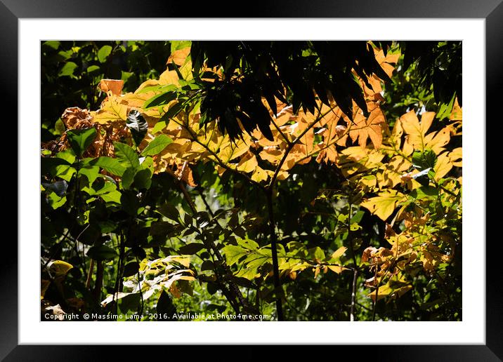 A leaf pattern Framed Mounted Print by Massimo Lama