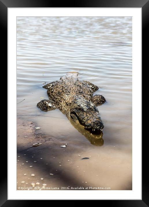 Sacred crocodile, Burkina Faso Framed Mounted Print by Massimo Lama