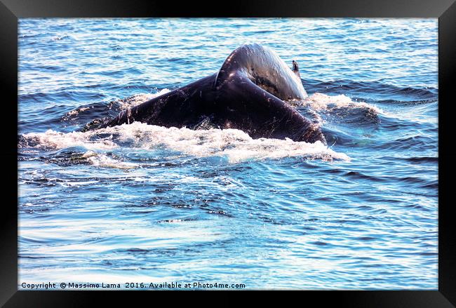 Whale tail , cape cod, cape cod Framed Print by Massimo Lama
