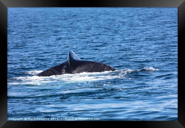 tail of Whale, cape cod Framed Print by Massimo Lama