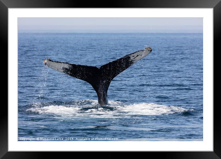 Tail of Whale, Cape Cod Framed Mounted Print by Massimo Lama