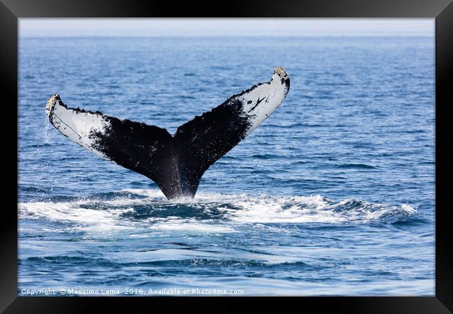 Tail of Whale, Cape Cod Framed Print by Massimo Lama