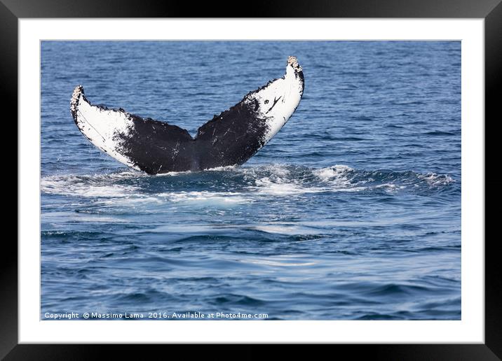 Tail of Whale, Cape Cod Framed Mounted Print by Massimo Lama