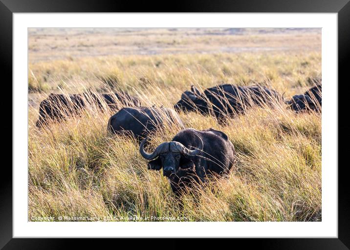 Buffalos Framed Mounted Print by Massimo Lama