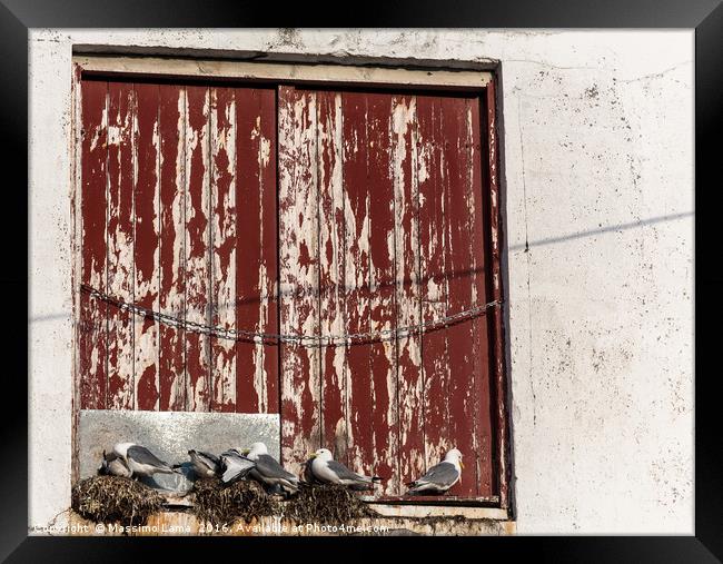 gull's nest in Norway Framed Print by Massimo Lama