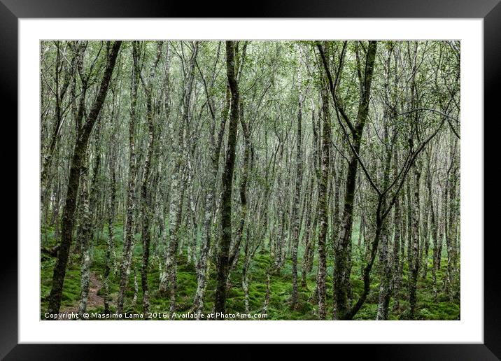 Forest trees. , Ireland Framed Mounted Print by Massimo Lama