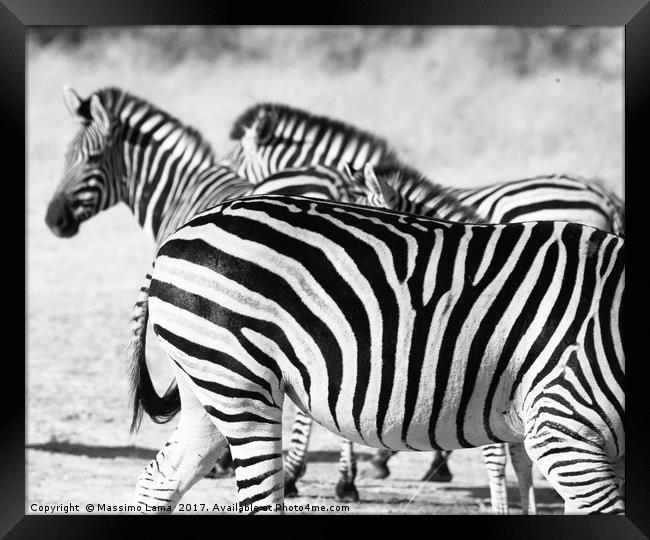 zebra in Botswana Framed Print by Massimo Lama