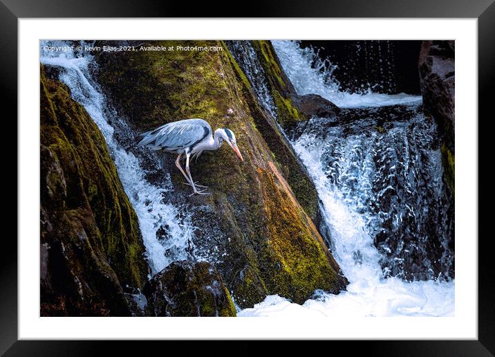 On the prowl Framed Mounted Print by Kevin Elias