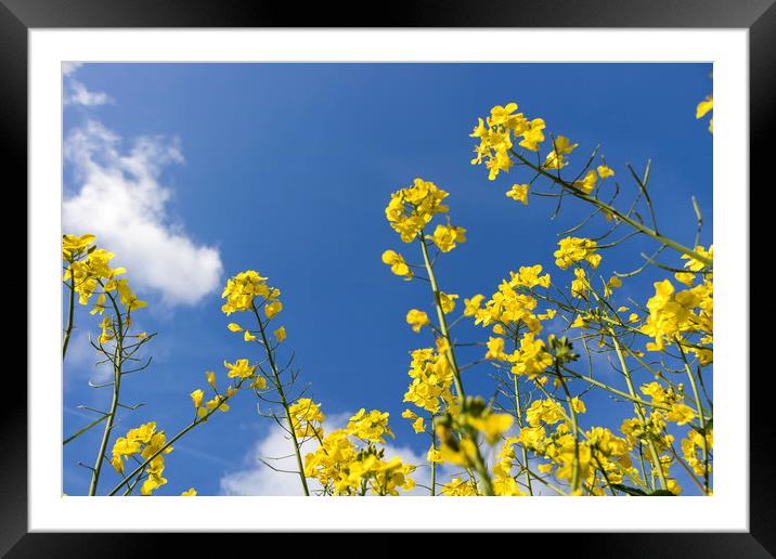 FIELDS OF YELLOW Framed Mounted Print by Kevin Elias