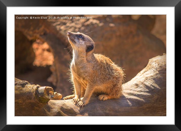 Captured Essence of a Meerkat Framed Mounted Print by Kevin Elias