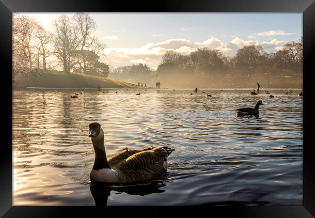 Sefton park lake Framed Print by Kevin Elias