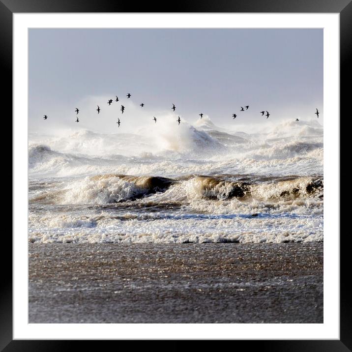 Skimming  Framed Mounted Print by Kevin Elias