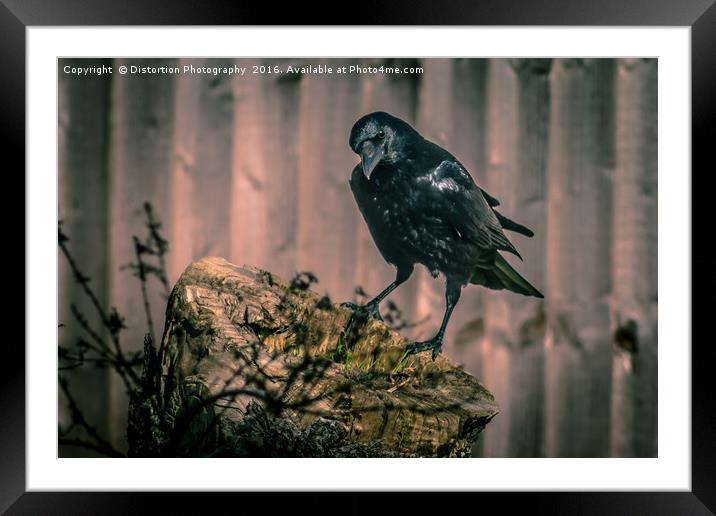 Crow Framed Mounted Print by Distortion Photography