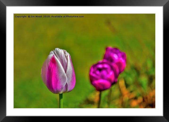 Tulips in the park. Framed Mounted Print by Jim Wood