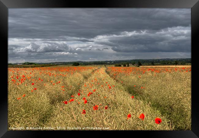 Storm Clouds over Poppies Framed Print by AMANDA AINSLEY