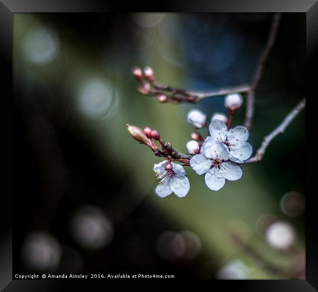 Spring Blossom Framed Print by AMANDA AINSLEY