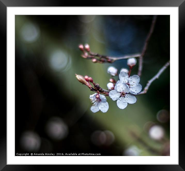 Spring Blossom Framed Mounted Print by AMANDA AINSLEY