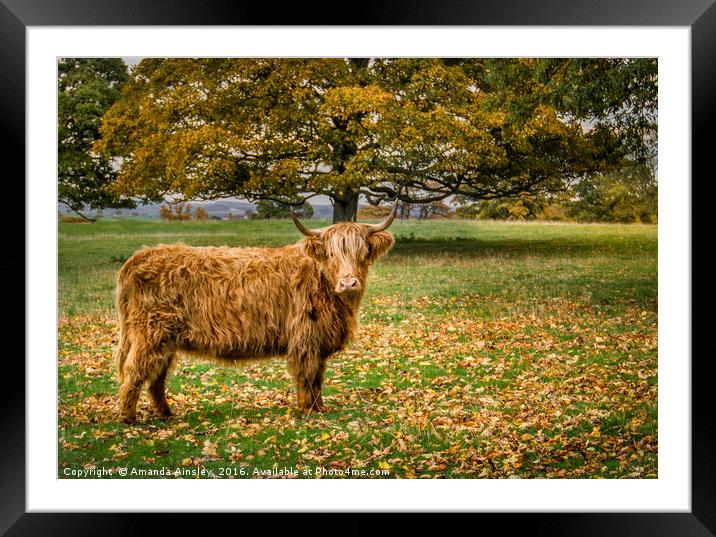 Highland Cow Framed Mounted Print by AMANDA AINSLEY
